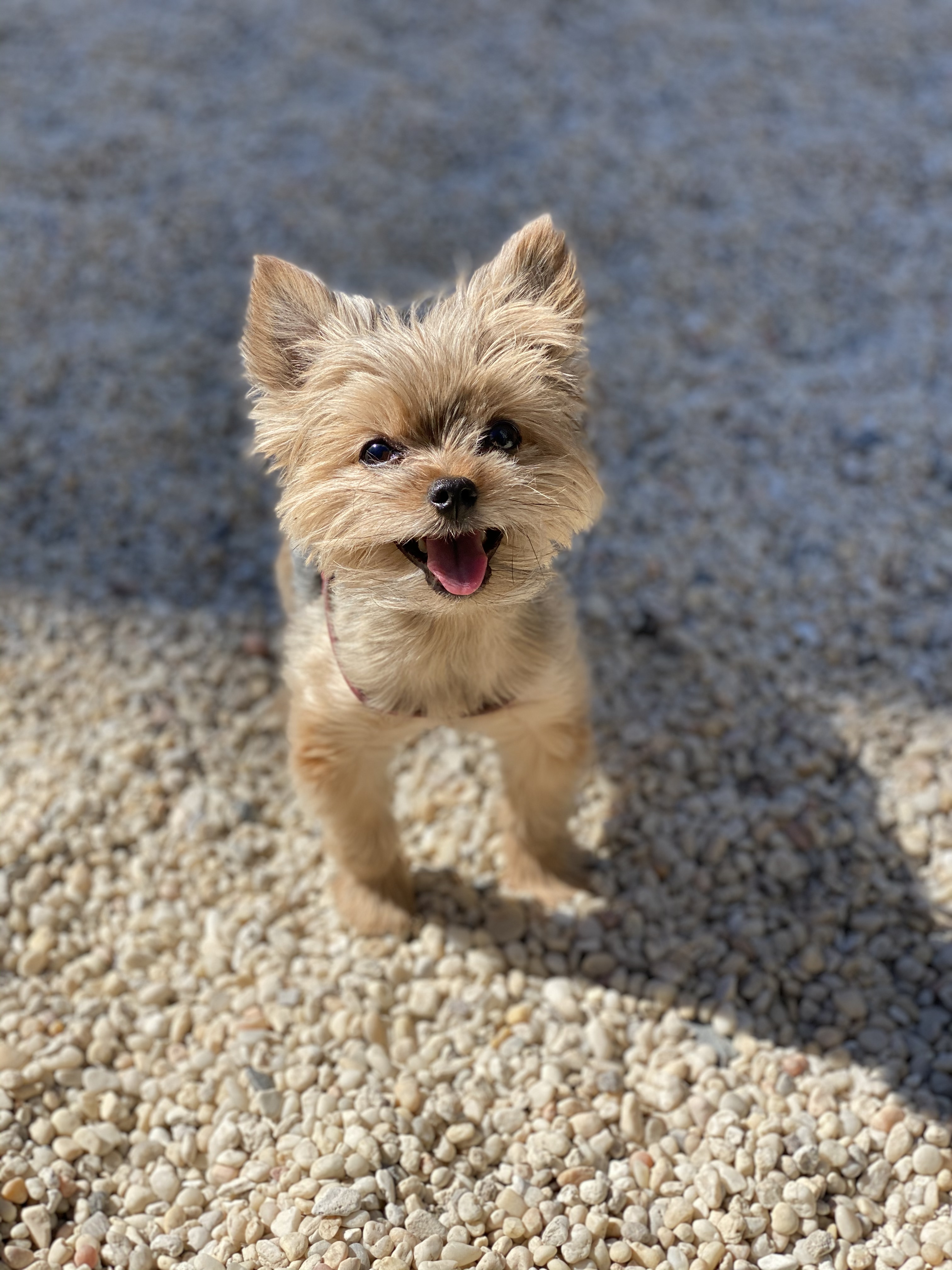 Buttons the 16 years old dog