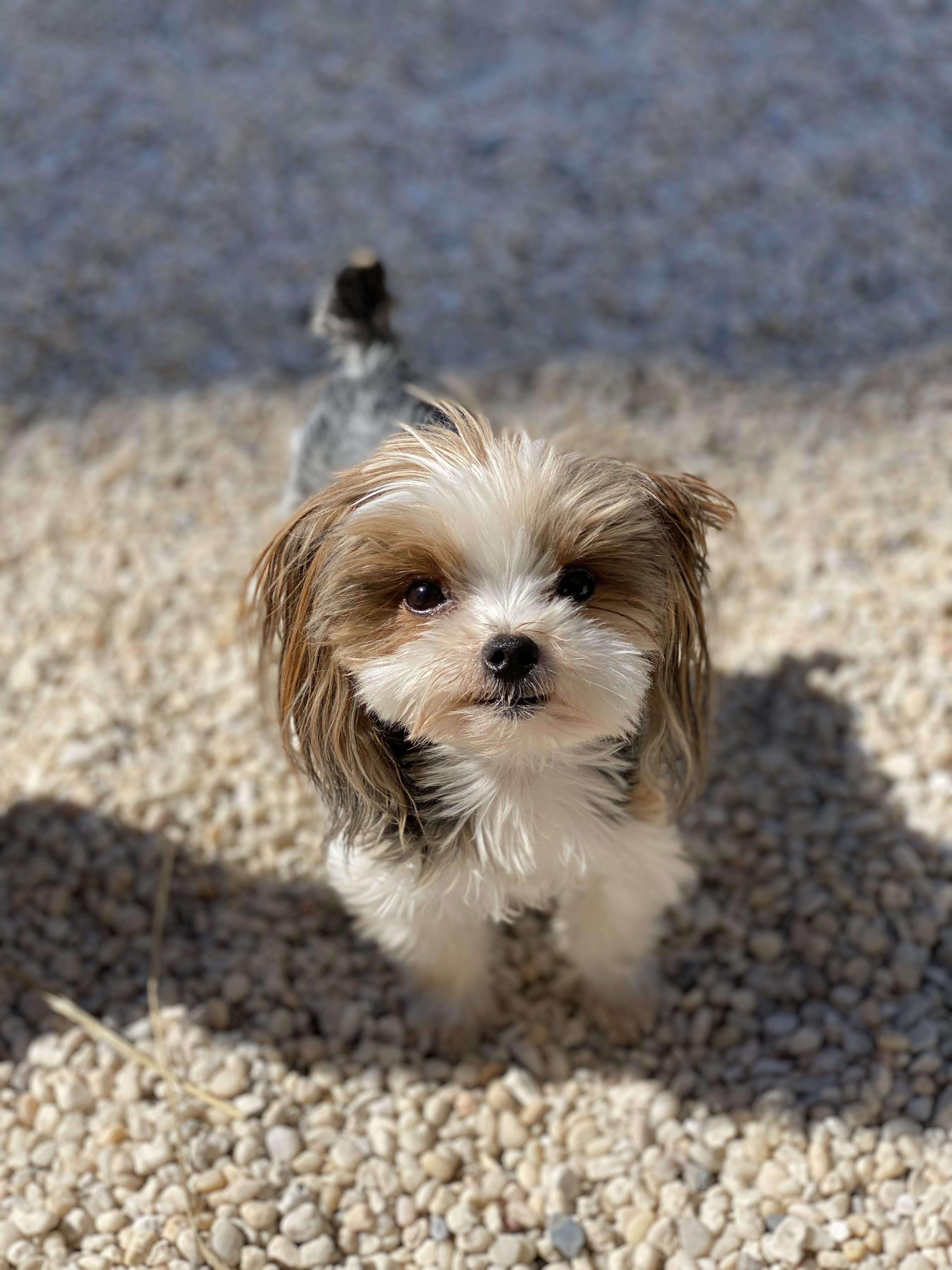 Theo the 10 years old dog