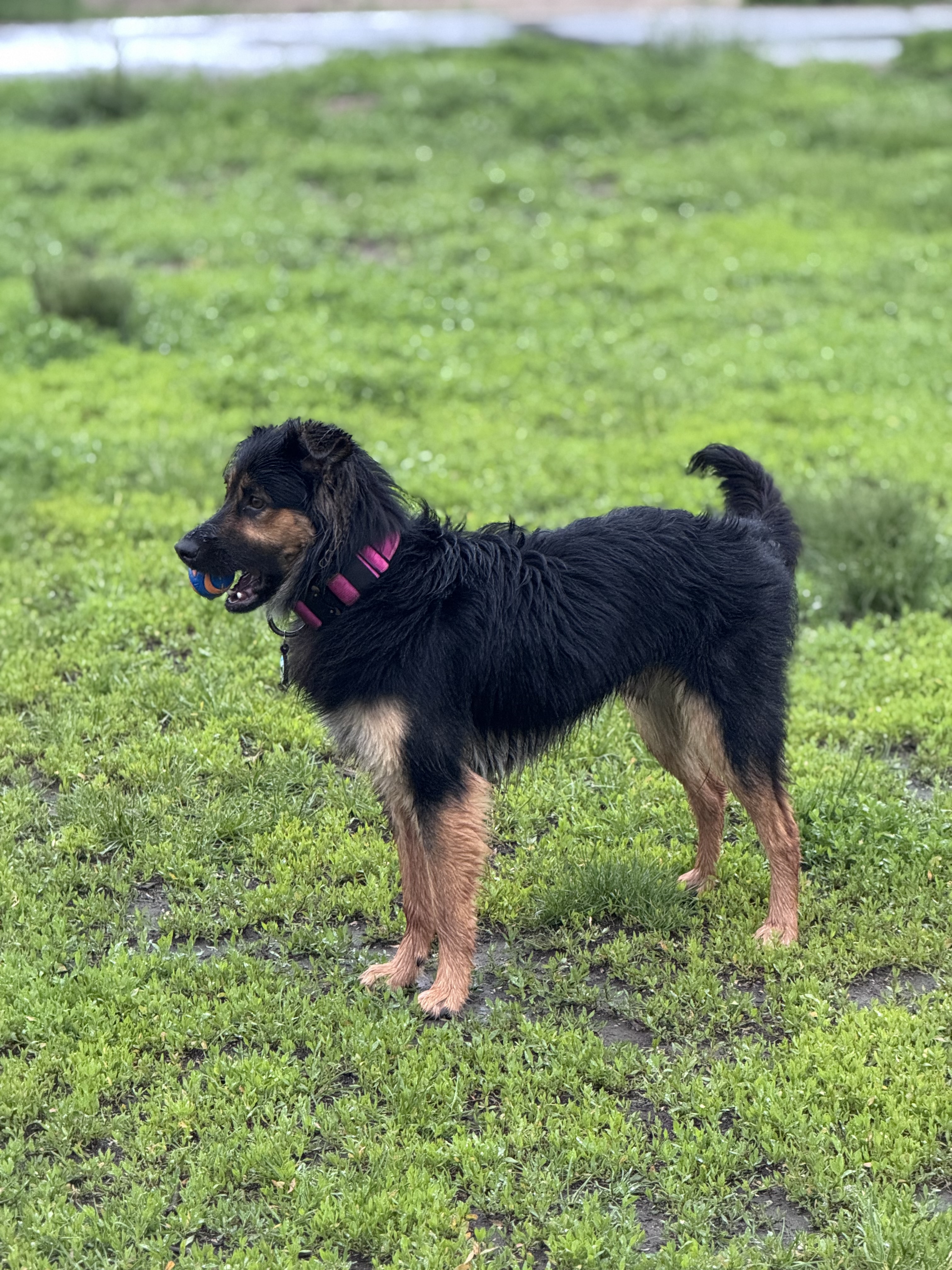 Zuzu the 2 years old dog